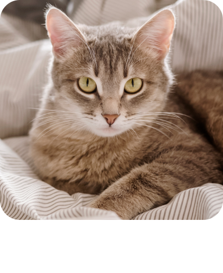 a domestic striped gray cat lie on the bed the cat