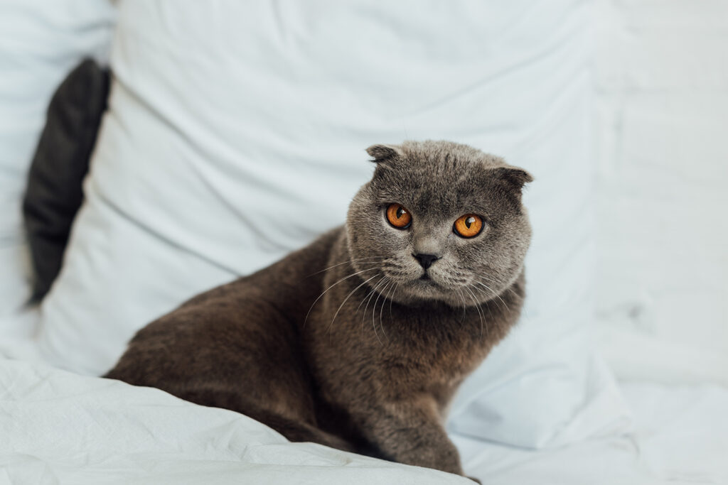 adorable scottish cat