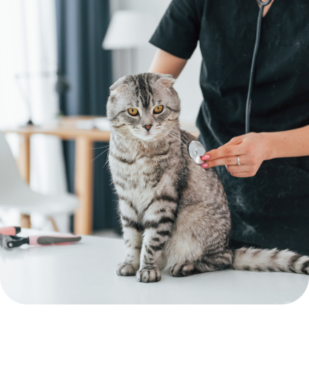 using stethoscope scottish fold cat is in the gro