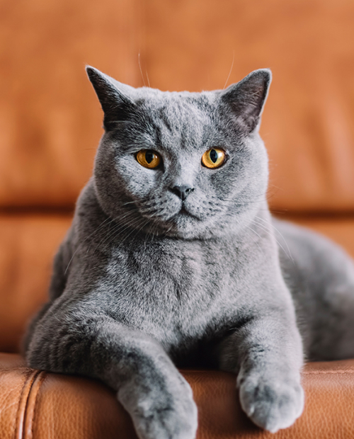 british cat lying on sofa