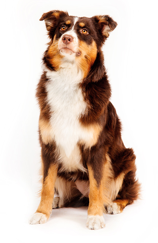 australian shepherd dog