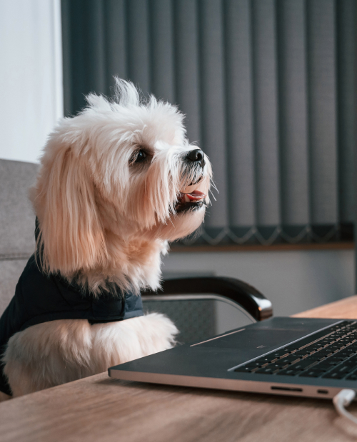 maltese dog is sitting by the table with laptop