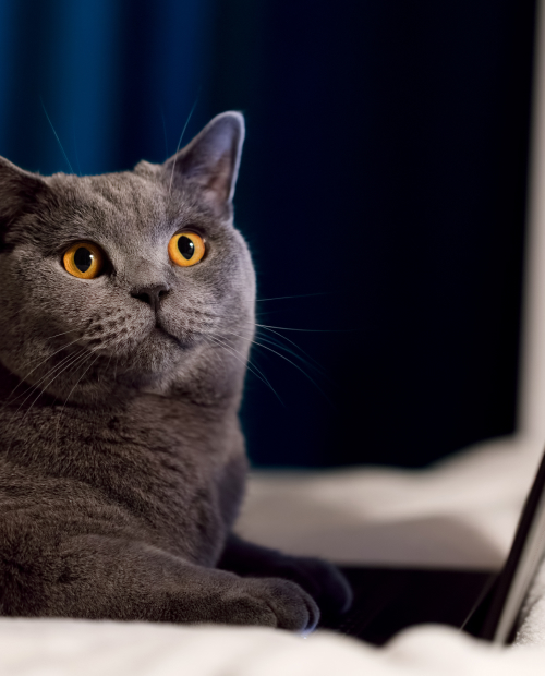 british shorthair cat working on laptop