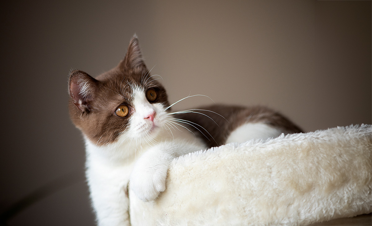 cute british shorthair cat kitten isolated on gray