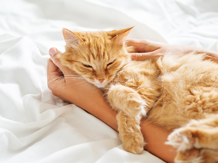 cute ginger car sleeps on woman