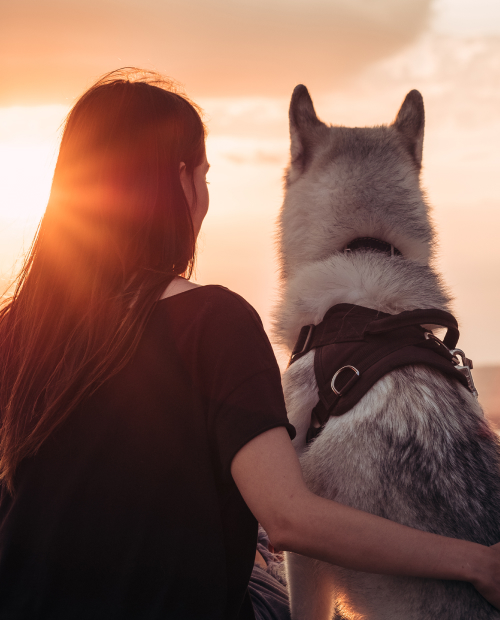 girl plays with dog at sunset