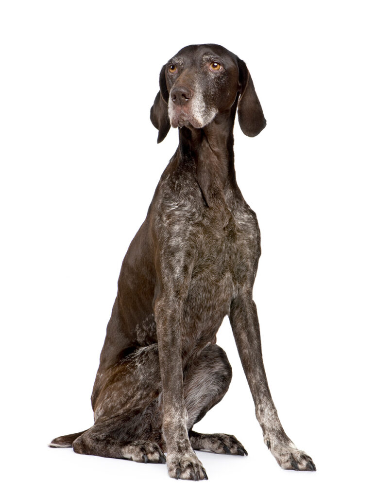 german shorthaired pointer