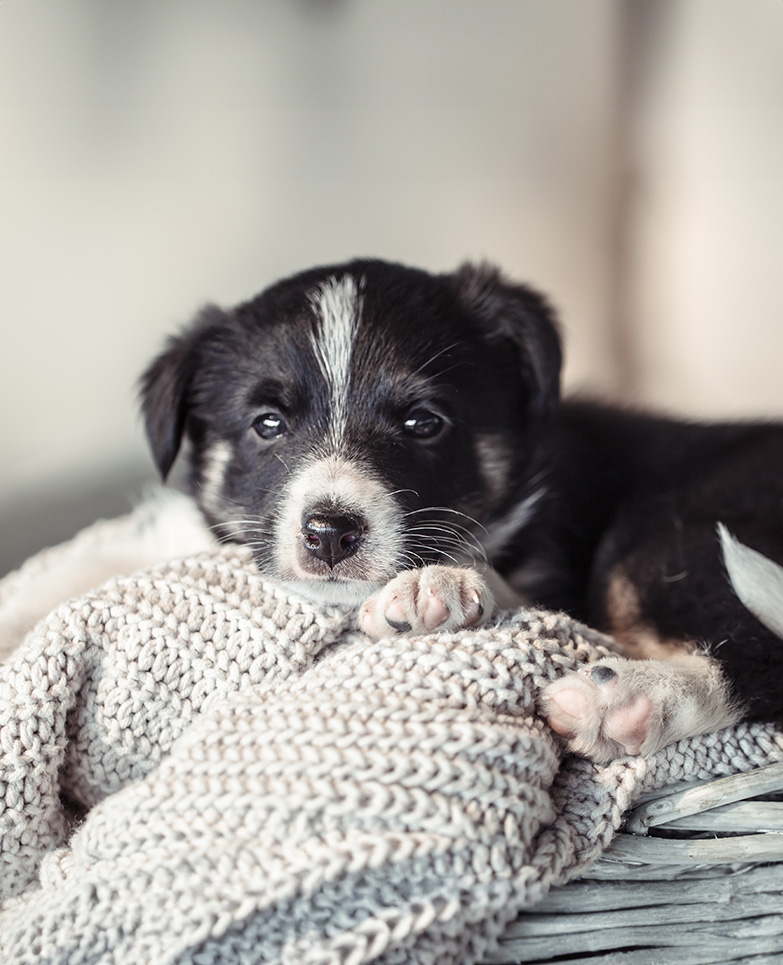 little cute puppy lying with a sweater