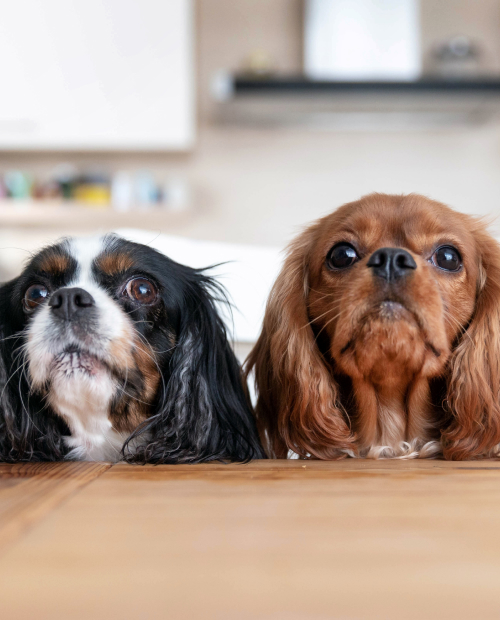 two dogs behind the kitchen table