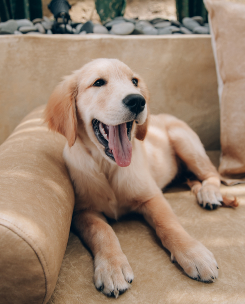 cute golden retriever dog is happy on the coach