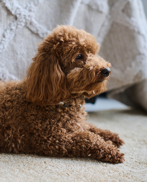 little dog resting on the carpet